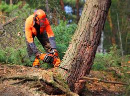  Bellefontaine, OH Tree Care Pros